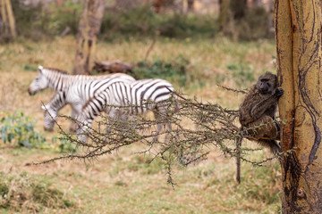 Baboon in Tree With Zebra in Background