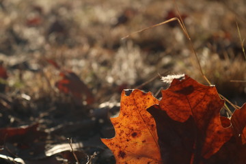 Autumn/Fall leaves