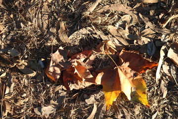 Autumn/Fall leaves