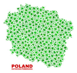 Vector marijuana Kuyavian-Pomeranian Voivodeship map mosaic. Concept with green weed leaves for weed legalize campaign. Vector Kuyavian-Pomeranian Voivodeship map is created of weed leaves.