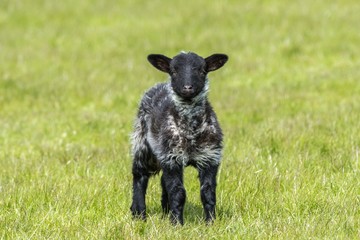 Black and white lamb. A lamb standing in a green field, looking at the camera.