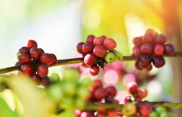 Red coffee bean on tree in field and sunlight / Coffee seed branch