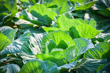 cabbage field garden vegetable asia agriculture
