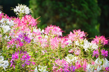 Flowes field of pink and white spider flower / Cleome hassleriana