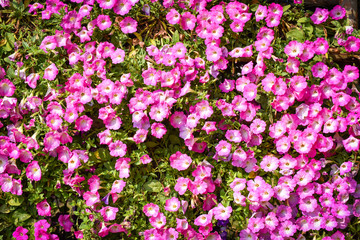 Fototapeta premium Purple or pink petunia flowers background blossom in the spring garden