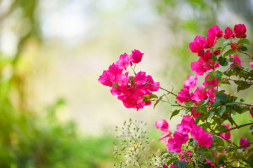beautiful pink bougainvillea flowers garden on nature green background
