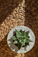 Succulents in concrete pot among shadows of light from the sun