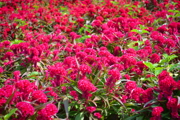 Fototapeta premium Celosia cristata or cockscomb flower red field garden colorful blossom in the summer garden park