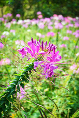 Spring summer blossoming spider flower field colorful / Cleome hassleriana