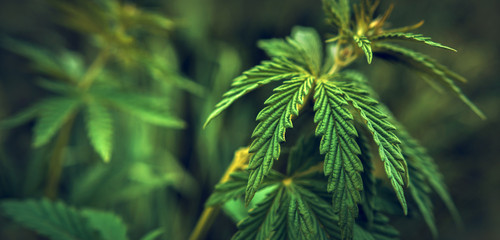  marijuana  background. bush cannabis.