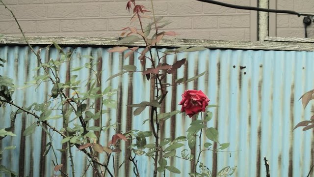 A rose bush with a red rose flower against a light blue corrugated iron fence