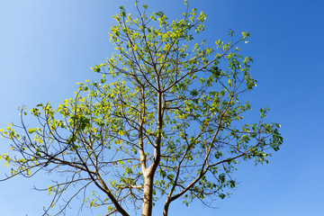 tree branch on blue sky background in the summer