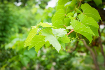 Grape vine green leaves on branch tropical plant in the vineyard nature background