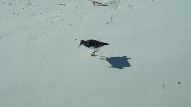 Bahaman bird running by on the white sand beach of the Caribbean