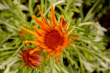 京都ぶらり、雨降る前の春の花