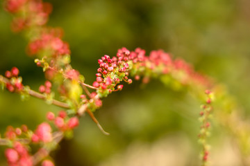 京都ぶらり、雨降る前の春の花