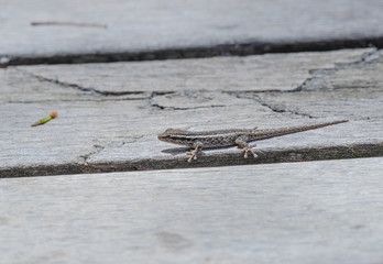 Gekko