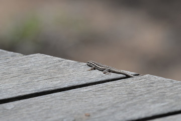 Gekko