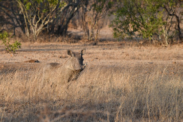 Warzenschwein, Warthog