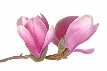 pink magnolia © anphotos99