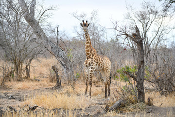 Giraffe