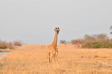 Giraffe