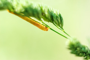 unique hairy yellow caterpillar with black eye  close-up portrait sitting on blade of grass on green background on bright summer sunny day. soft focus and copy space