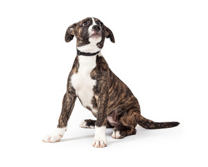 Brindle and White Pit Bull Puppy Dog Sitting