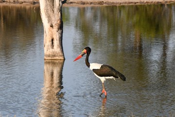 Sattelstorch