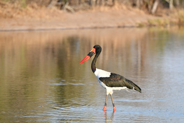 Sattelstorch