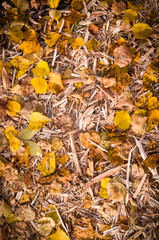 yellow autumn leaves on the wood chips with vignette. background, nature.