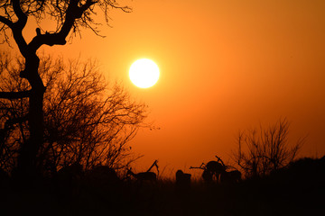 Fototapeta na wymiar Sonnenuntergang mit Impalas