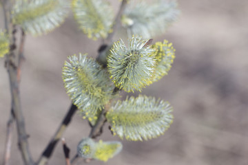 Close-up photo of spring young fresh leaves of the willow Verba on tree branches with buds, soft focus and blur background. Concept of holiday Easter and New life.