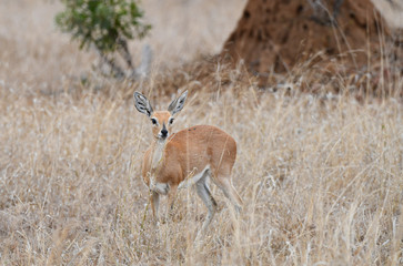 Steenbok