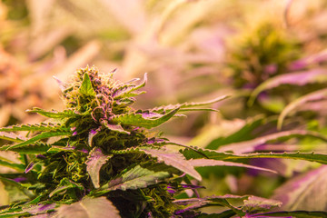 Weed Bud Cannabis Marijuana in indoor Sativa Super Silver Haze