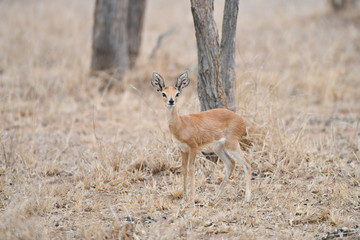 Steenbok