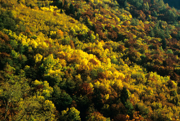 Terlan (Prov. Bozen), herbstliche Berghänge, Herbstfarben