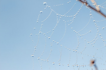 Close-up of abstract drops on a spider web with variable focus and blurred background in the rays of the rising sun. Blur and soft focus.