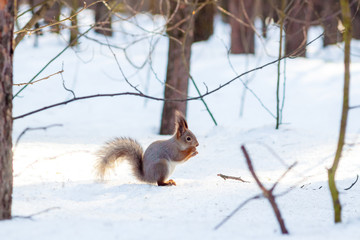 Hungry and funny one wild squirrel sitting on a tree in the spring forest