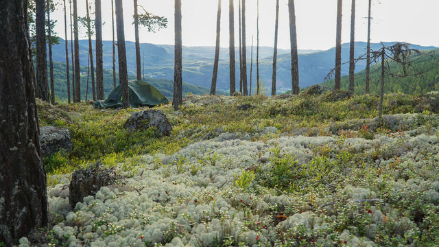 Wildcamping in the forest of Gardnos crater in Meteorite Park near Nesbyen, Norway.