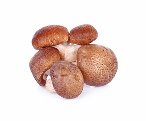 Mushroom  isolated on white background