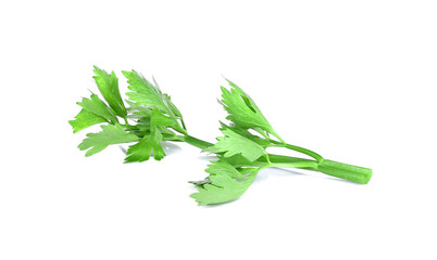 celery isolated on white background