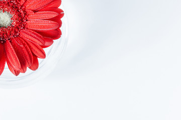 Close up abstract of one red daisy gerbera on a white background