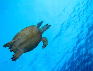 Obraz premium Underwater world in deep water in coral reef and plants flowers flora in blue world marine wildlife, travel nature beauty exploration in diving trip,adventures recreation dive. Fish, corals,creatures