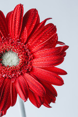 Close up abstract of one red daisy gerbera on a white background