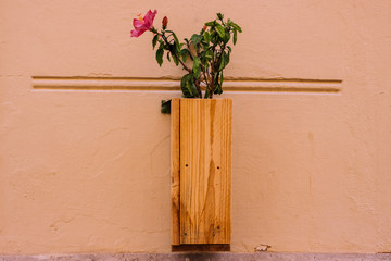 Hibiscus. Pink flower in a wooden pot on the wall.