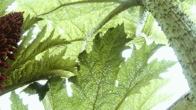 Prehistoric plants flowering, chilean plants with huge leaves. 4k