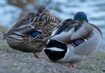 Duck kaczka and ande © Dreamnordno