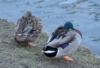 Duck kaczka and ande © Dreamnordno