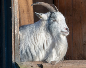 Koza goat geit  © Dreamnordno